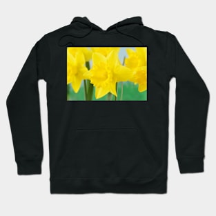 Narcissus  &#39;Standard Value&#39;   Division 1  Trumpet Daffodil Hoodie